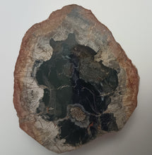Load image into Gallery viewer, Petrified Wood