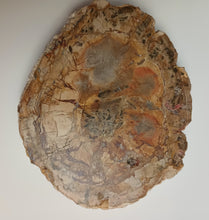 Load image into Gallery viewer, Petrified Wood
